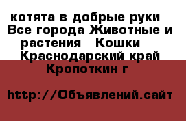 котята в добрые руки - Все города Животные и растения » Кошки   . Краснодарский край,Кропоткин г.